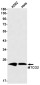 MTCO2 Rabbit mAb ABZ2714