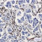 ALDH1A1 Rabbit mAb ABZ2718