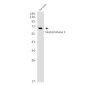 Glutaminase Rabbit mAb ABZ2733