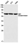 Glutaminase Rabbit mAb ABZ2733