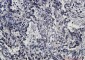Fas Rabbit mAb ABZ2742
