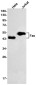 Fas Rabbit mAb ABZ2742