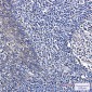 Citrate Synthetase Rabbit mAb ABZ2743