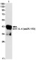 IL-4 Rabbit mAb ABZ2766