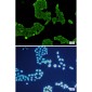 Annexin V Rabbit mAb ABZ2799