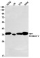 Annexin V Rabbit mAb ABZ2799