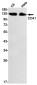 ITGA2B/CD41 Rabbit mAb ABZ2800