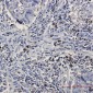 BNIP3L Rabbit mAb ABZ2857