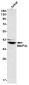 BNIP3L Rabbit mAb ABZ2857