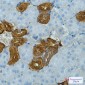 Calbindin Rabbit mAb ABZ2862