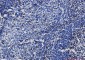 CD3 epsilon Rabbit mAb ABZ2870