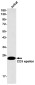 CD3 epsilon Rabbit mAb ABZ2870
