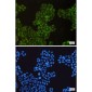 Cyclooxygenase 1 Rabbit mAb ABZ2902