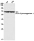 Cyclooxygenase 1 Rabbit mAb ABZ2902