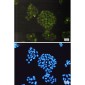 ERCC1 Rabbit mAb ABZ2941