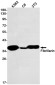 Fibrillarin Rabbit mAb ABZ2954