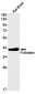 Follistatin Rabbit mAb ABZ2958