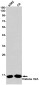Histone H2A Rabbit mAb ABZ2987