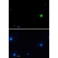 Histone H2A.X Rabbit mAb ABZ2988