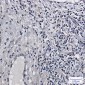 Histone H2B Rabbit mAb ABZ2990