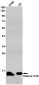 Histone H2B Rabbit mAb ABZ2990