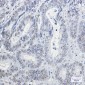 HP1 gamma Rabbit mAb ABZ2996