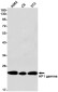 HP1 gamma Rabbit mAb ABZ2996