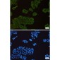 Hsp90 alpha/beta Rabbit mAb ABZ3003
