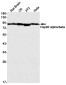 Hsp90 alpha/beta Rabbit mAb ABZ3003
