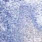 IL-1RA Protein Rabbit mAb ABZ3013