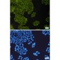 IMP3 Rabbit mAb ABZ3015
