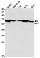 IMP3 Rabbit mAb ABZ3015