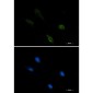 IRF1 Rabbit mAb ABZ3021