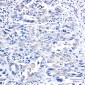 IRF1 Rabbit mAb ABZ3021