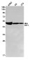 IRF1 Rabbit mAb ABZ3021