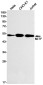 MiTF Rabbit mAb ABZ3053