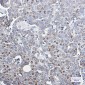 MMP3 Rabbit mAb ABZ3056