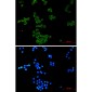 Nck Rabbit mAb ABZ3067