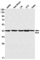 Nck Rabbit mAb ABZ3067