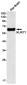 NUR77 Rabbit mAb ABZ3090