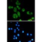 Nibrin Rabbit mAb ABZ3102