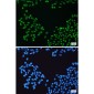PARP1 Rabbit mAb ABZ3107
