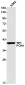 PON1 Rabbit mAb ABZ3125