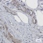Prion Protein PrP Rabbit mAb ABZ3129
