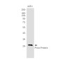 Prion Protein PrP Rabbit mAb ABZ3129