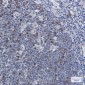 Securin Rabbit mAb ABZ3160