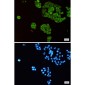 TCTP Rabbit mAb ABZ3191