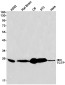 TCTP Rabbit mAb ABZ3191