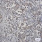 TNFAIP3 Rabbit mAb ABZ3202