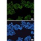 Topoisomerase I Rabbit mAb ABZ3204